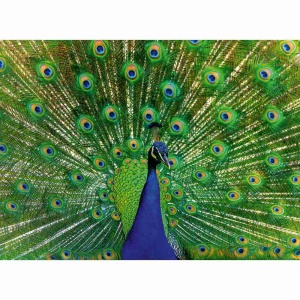 Ravensburger - Puzzle animale colorate paun 500 piese - Img 3