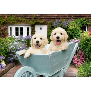 Ravensburger - Puzzle pentru varstnici Golden Retriever cu sablon de imagine si suport din carton 200 piese mari XL - Img 3