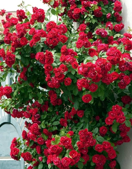 Trandafir urcator Don Juan, 30-40 cm - 1 bucata