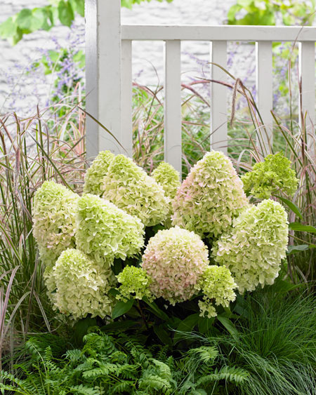 Hydrangea (Hortensia) paniculata 'Little Fresco' - ghiveci