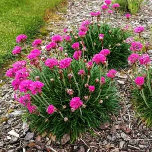 Armeria maritima Splendens roz ciclam - ghiveci