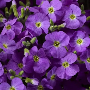 Aubrieta mov - ghiveci - Img 3