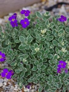 Aubrieta Variegata Dr. Mules - ghiveci