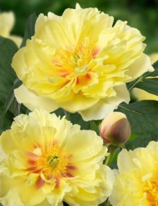 Bujor Paeonia 'Bartzella' (Itoh)