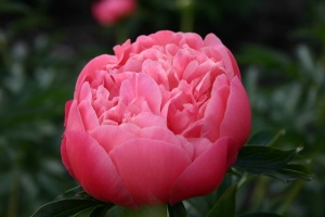 Bujor Paeonia 'Pink Hawaiian Coral' - Img 5