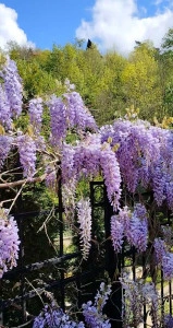 Glicina/Wisteria mov - ghiveci