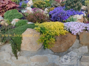 Oregano galben - ghiveci