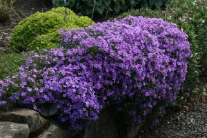 Phlox subulata Purple Beauty - ghiveci