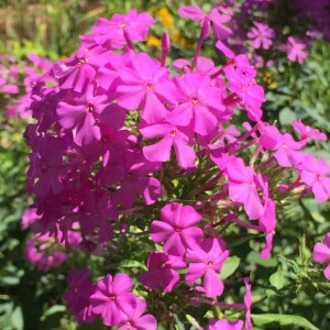 Phlox roșu ciclam - ghiveci