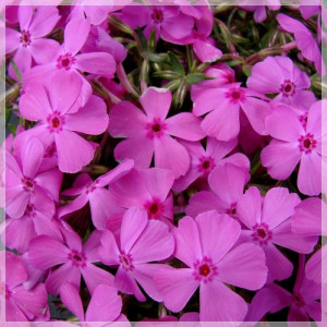 Phlox subulata roz 