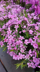 Phlox subulata roz deschis Little Kiss - ghiveci