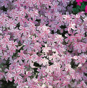 Phlox subulata roz pal