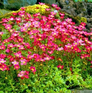 Saxifraga roșie  