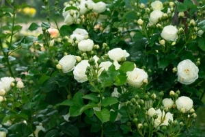Trandafir teahibrid Artemis - 1 bucata
