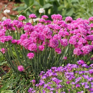 Armeria maritima Splendens roz ciclam - ghiveci