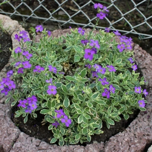 Aubrieta Variegata Dr. Mules - ghiveci
