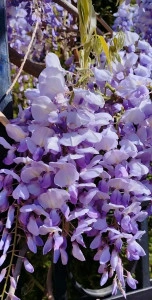 Glicina/Wisteria mov - ghiveci