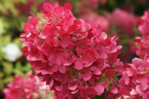 Hydrangea (Hortensia) paniculata 'Diamant Rouge' - ghiveci