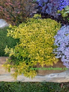 Oregano galben - ghiveci
