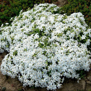 Phlox subulata alb - ghiveci