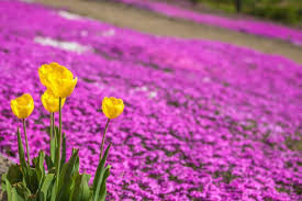 Phlox roșu ciclam - ghiveci