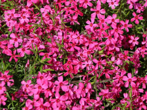 Phlox subulata roz 