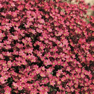 Saxifraga Carpet Purple Robe - ghiveci