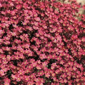 Saxifraga Carpet Purple Robe - ghiveci