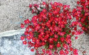 Saxifraga roșie  