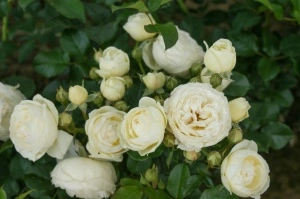 Trandafir teahibrid Artemis, 30-40 cm - 1 bucata