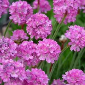 Armeria maritima Splendens roz ciclam - ghiveci