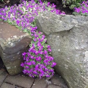 Aubrieta Variegata Dr. Mules - ghiveci