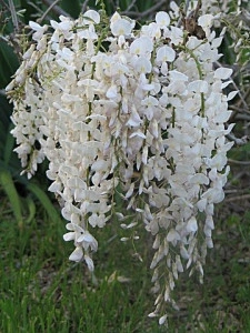 Glicina/Wisteria alb - ghiveci