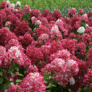 Hydrangea (Hortensia) paniculata 'Diamant Rouge' - ghiveci