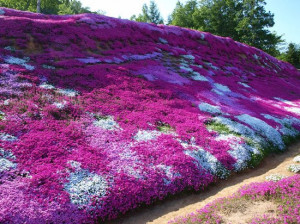 Phlox subulata alb - ghiveci