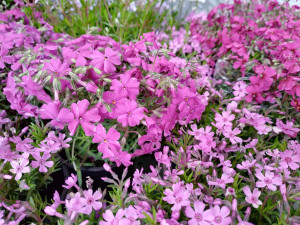 Phlox subulata ciclam - ghiveci