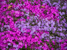 Phlox roșu ciclam - ghiveci