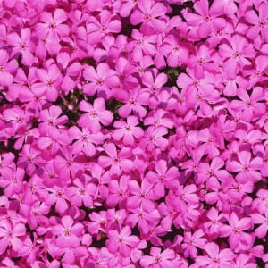 Phlox subulata roz 
