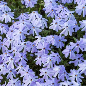 Phlox subulata XXL PURPLE BEAUTY - ghiveci