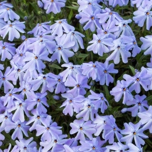 Phlox subulata XXL PURPLE BEAUTY - ghiveci