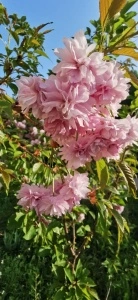 Prunus japonica (Cires japonez)