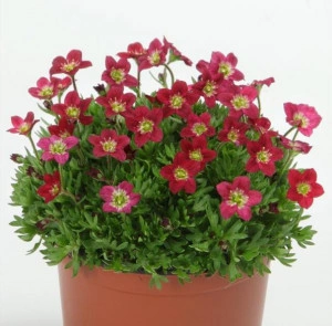 Saxifraga roșie  