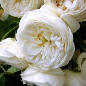 Trandafir teahibrid Artemis - 1 bucata