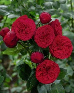 Trandafir teahibrid R. Piano 30-40 cm - 1 bucata