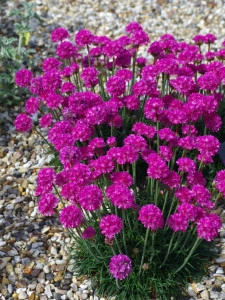 Armeria maritima Splendens roz ciclam - ghiveci