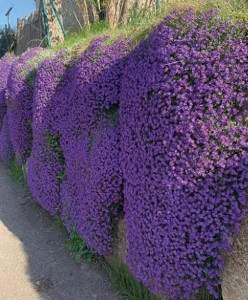 Aubrieta mov - ghiveci - Img 6