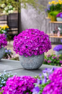 Aubrieta roz burgundy - ghiveci