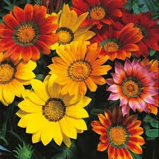 Gazania - set de 5 ghivece (mix de culori)