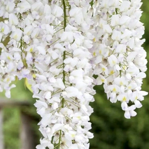 Glicina/Wisteria alb - ghiveci