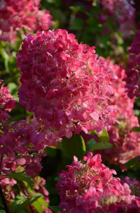 Hydrangea (Hortensia) paniculata 'Diamant Rouge' - ghiveci